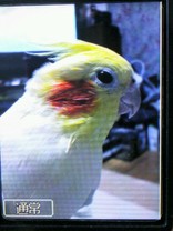はるぴゅう