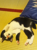 ばなふぃ