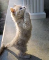 つるぴかまねきにゃんこさんプロフィール画像