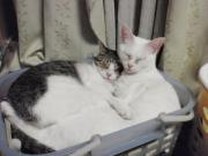 haldy_cat