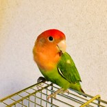 Rioco