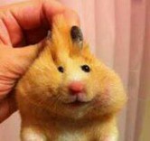 zumiちゃん