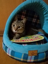 こぶチャンラブ
