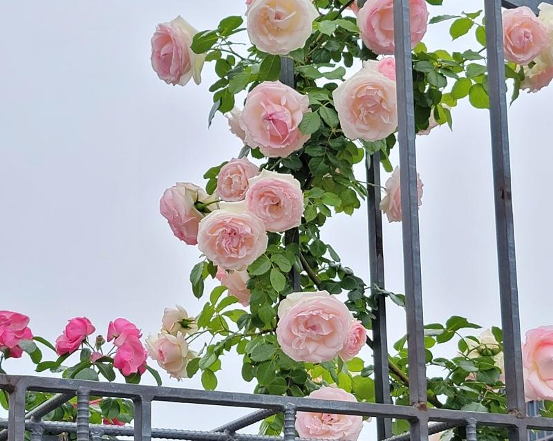 薔薇はお好きですか？」～2022年のローズガーデン～(画像追加