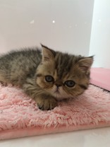 ぶんぶんぱう