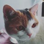 ねこにゃん３