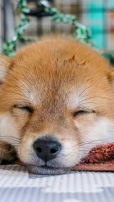 ういちゃん･v･さんプロフィール画像