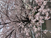 しらく