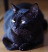 sulisさんプロフィール画像