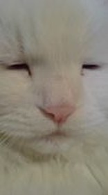 王ドラ