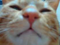 mameko-DX