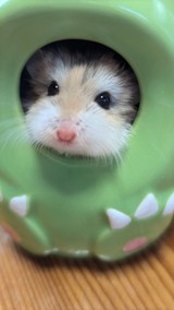 ちび太ちゃんさんプロフィール画像