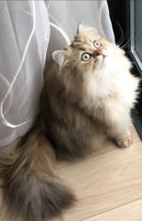 香水大好きさんプロフィール画像