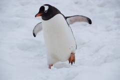女帝ペンギンさんプロフィール画像