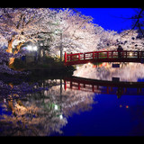 桜景色さんプロフィール画像