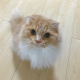 しーにょん！さんプロフィール画像