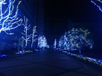 Ｓｏｍｎｕｓ