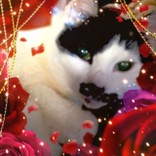 りのにゃん