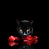 くろねこ0314さんプロフィール画像