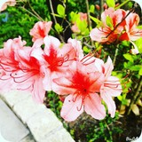 buchi610さんプロフィール画像