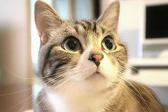 にゃーごろーさんプロフィール画像