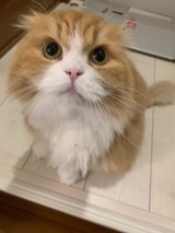 フルーツこんにゃくさんプロフィール画像