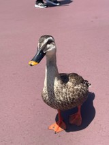 たらこめしさんプロフィール画像