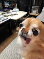 ♪maicham♪