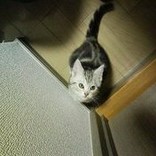 あめしょねこluz