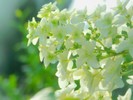 【お福分】　紫陽花は好きですか　【解決済後もOKです】