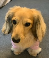 chocotan7さんプロフィール画像