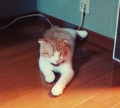 ぼくすけくん