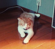 ぼくすけくんさんプロフィール画像
