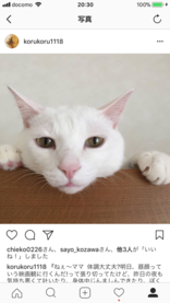 ふくねこ★彡