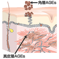 「糖化」は真皮だけでなく表面の角層にも！