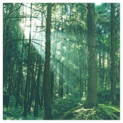 aroma mist HINOKI IN THE FOREST/noom&co. iʐ^