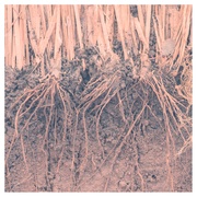 aroma mist EUCALYPTUS IN THE FOREST/noom&co. iʐ^