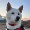 喫茶白柴さん