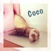 coco1206さん