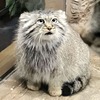 *まぬるねこ*さん