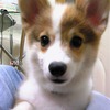 馬齢さん