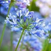 *blue*flower*さん