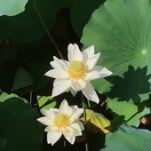 あごたぷ美華さん