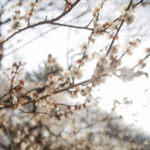 Plumblossomさん