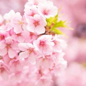 SAKUSAKUSAKURAさん