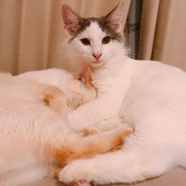 ねこまみーれさん