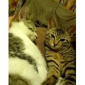 猫石田さん