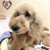 さとりりーさん
