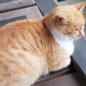 ●のんのんこ●さん