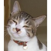 アップルコブラさん